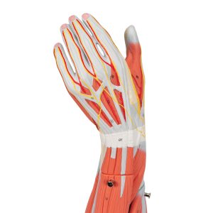 Arm, spiermodel, 6-delig