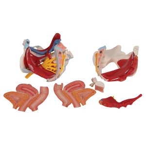 Vrouwelijk bekken 6-delig, ligamenten, spieren, etc.