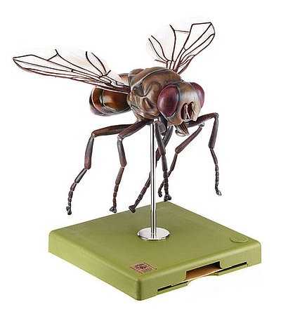 Insecten & Spinnen