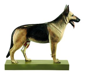 Hond