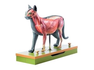 Katten & Katachtigen