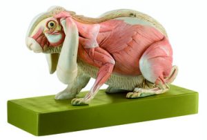 Knaagdieren & Haasachtigen