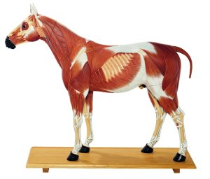 Paard