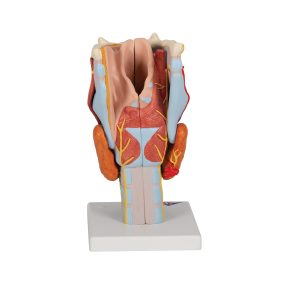 Larynx / Strottenhoofd, 2x ware grootte, 7-delig