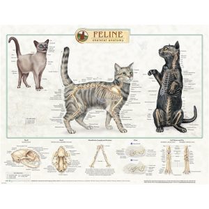 Posters Kat