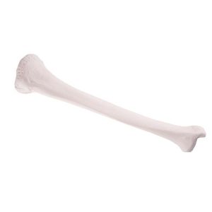 Scheenbeen (Tibia) Model
