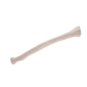 Spaakbeen (radius) model