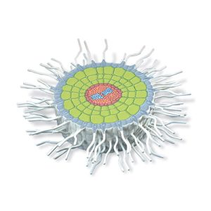 Absorptiezone Wortel Model