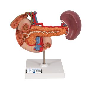 Achterste organen van het bovenste Abdomen.