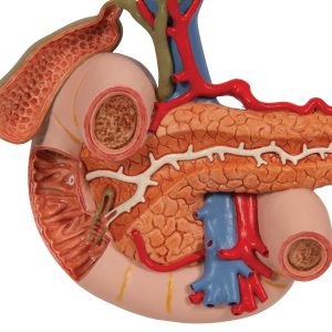 Achterste organen van het bovenste Abdomen.