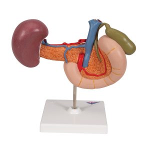 Achterste organen van het bovenste Abdomen.