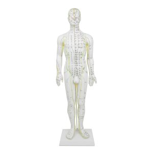 Acupunctuurmodel 60 cm