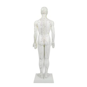 Acupunctuurmodel 60 cm