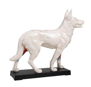 Acupunctuur Model Hond
