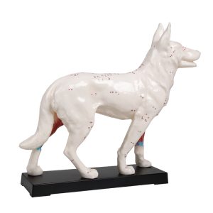 Acupunctuur Model Hond
