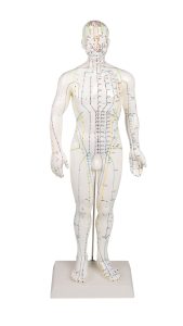 Acupunctuur Model Man, 50 cm