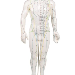 Acupunctuur Model Man, 50 cm