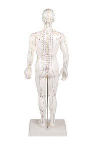 Acupunctuur Model Man, 50 cm