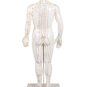 Acupunctuur Model Man, 50 cm