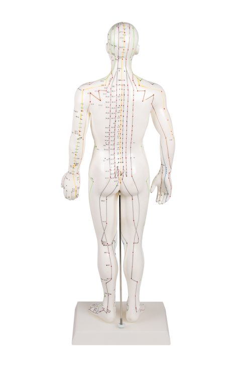 Acupunctuur Model Man, 50 cm