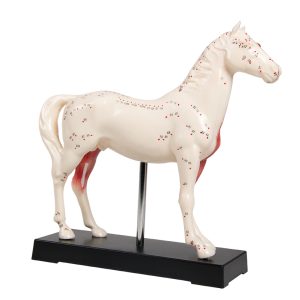 Acupunctuur Model Paard