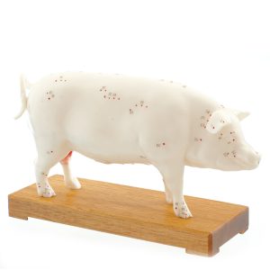 Acupunctuur Model Varken