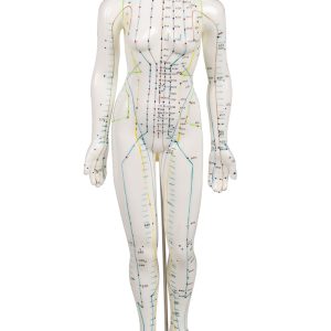 Acupunctuur Model Vrouw, 50 cm