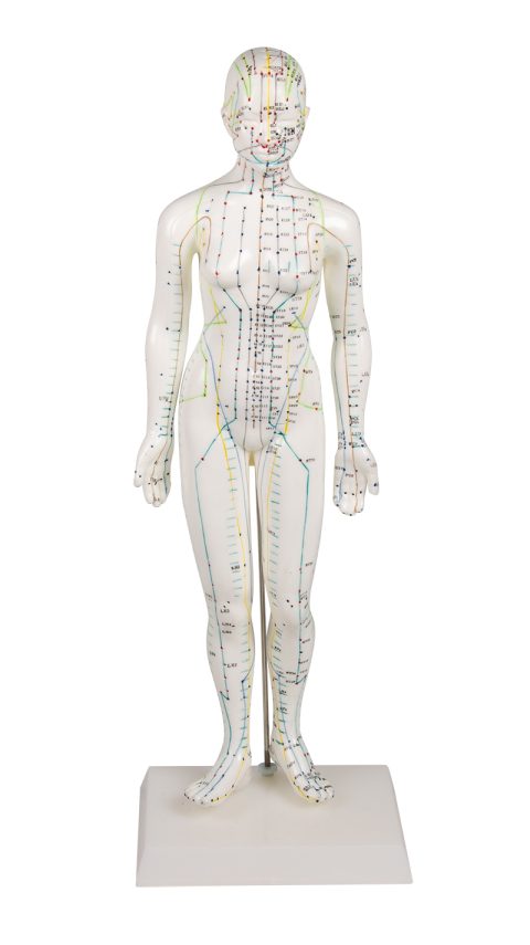 Acupunctuur Model Vrouw, 50 cm