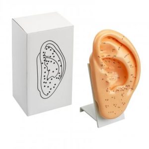 Acupunctuur Model Oor