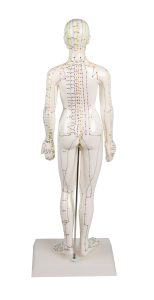 Acupunctuur Model Vrouw, 50 cm