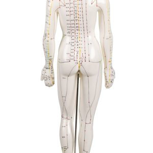 Acupunctuur Model Vrouw, 50 cm