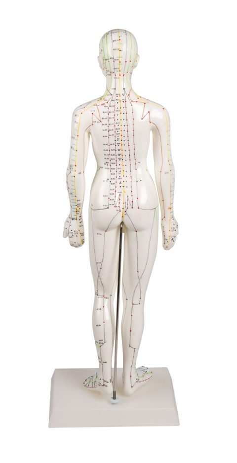 Acupunctuur Model Vrouw, 50 cm