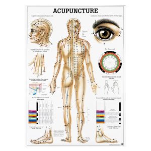 Acupunctuur Poster Gelamineerd, 100 x 70 cm