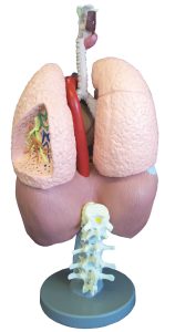 Ademhalingsorganen Model