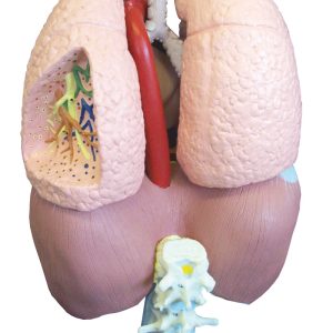 Ademhalingsorganen Model
