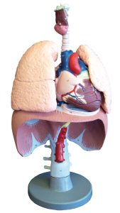Ademhalingsorganen Model