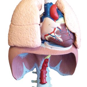 Ademhalingsorganen Model