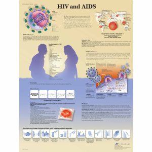 Anatomie Poster Aids & HIV