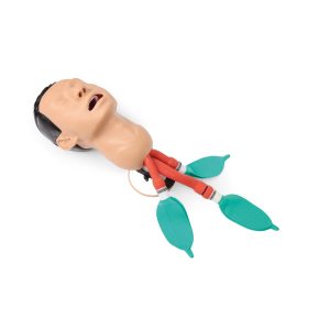 Airway Management Trainingsmodel