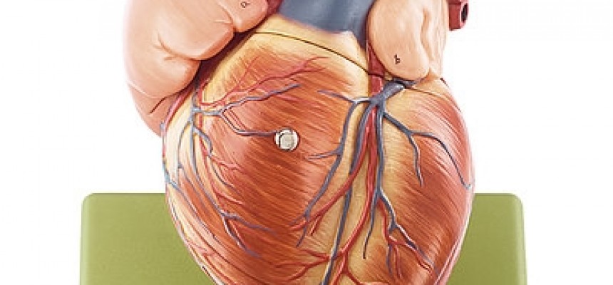 Somso Anatomie Modellen