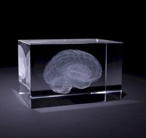 Anatomie 3D Laser Glasblokken