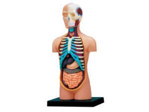 Anatomie 4D Puzzels