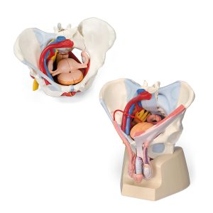 Anatomie Bekken Modellen Set Deluxe