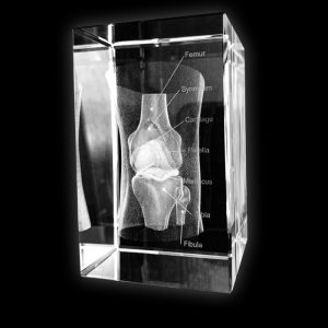 Anatomie Glasblok Knie