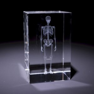 Anatomie Glasblok Skelet