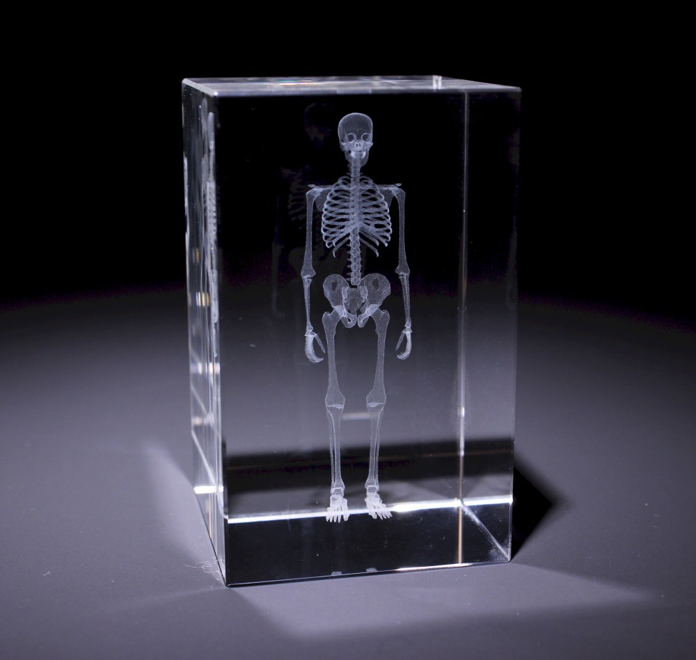 Anatomie Glasblok Skelet