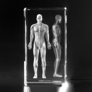 Anatomie Glasblok Spierstelsel