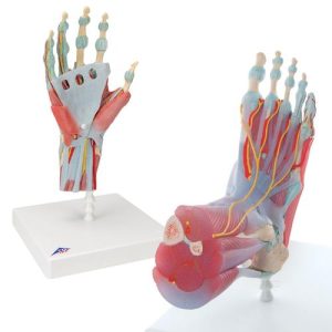 Anatomie Hand en Voet Set