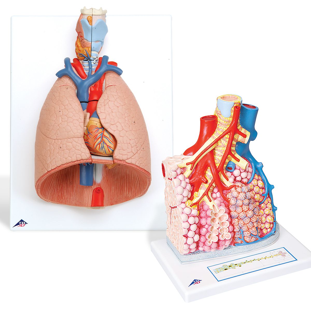 Anatomie Long Set