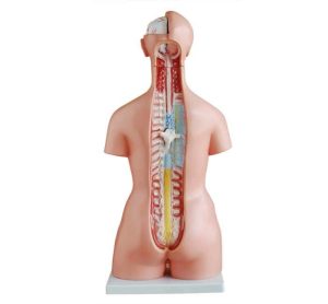Anatomie Model Torso Budget Groot, 85 cm, 21-delig
